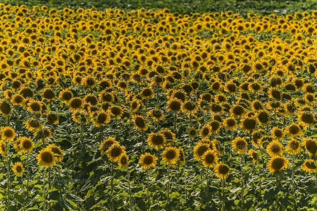 Sonnenblume 1 | DieAugenweide Galerie, Bilder von Fotograf Ralf-Udo Thiele. Auswählen und bestellen auf verschiedenen Materialien und Größen. - Realisiert mit Pictrs.com