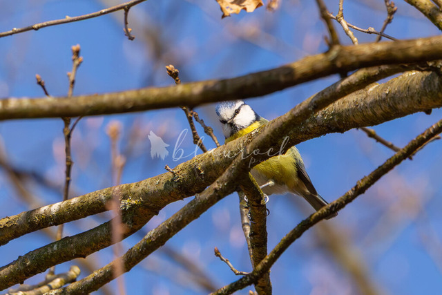 CN12-1 | Sportbilder, Sportfotograf, Hochzeits- und Eventfotografin, Flugshows, Portraits und Tiershooting, Aviation, Downhill, Nationalleague, Swissleague, International