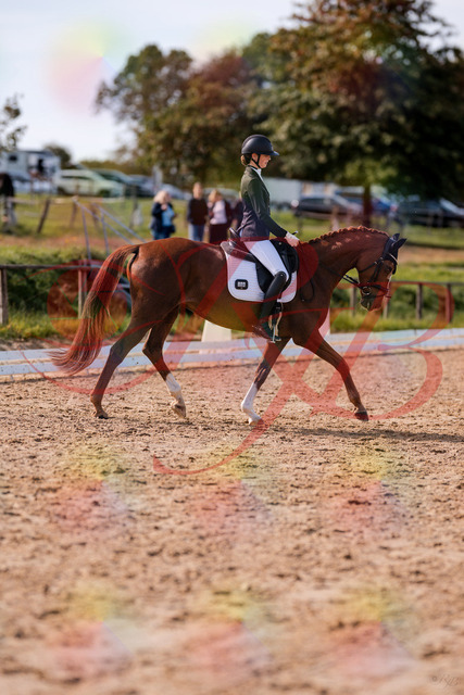 2026_10_03_Siefer-Hof_133213_Z81_88410982 | Professionelle Reitsport-, Turnier- und Eventfotografie von Robert Broda. Galerien mit ausgewählten und bearbeiteten Bildern direkt online ansehen und bestellen.