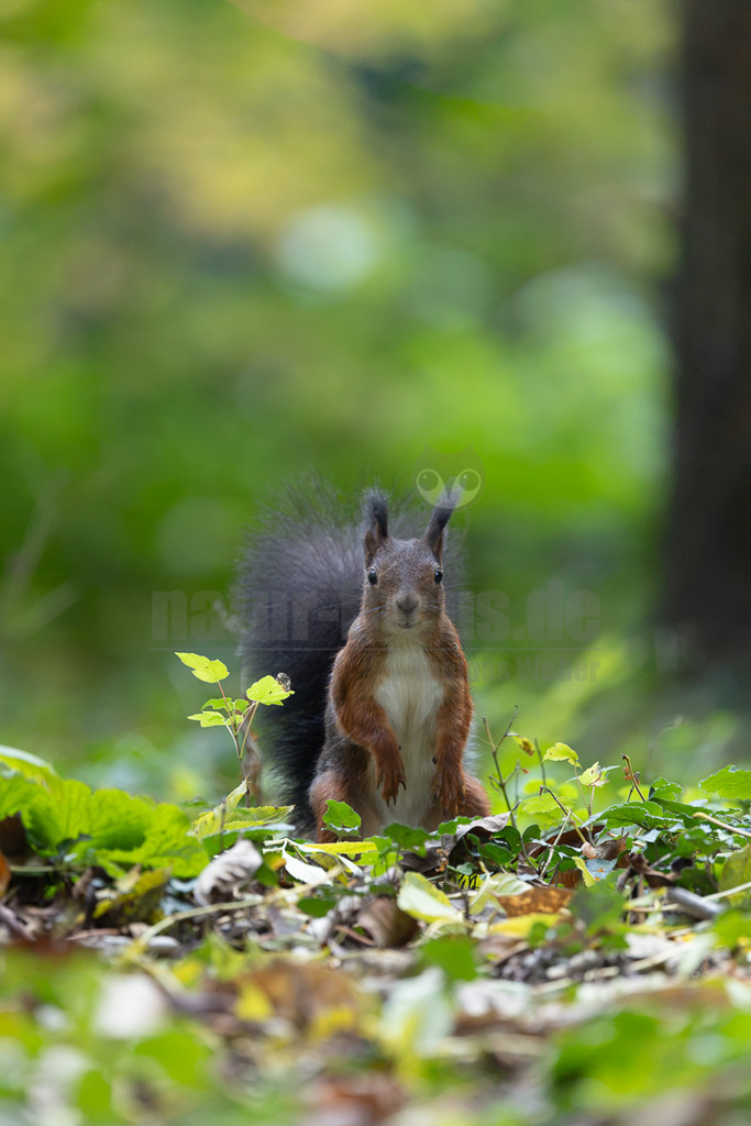 R5M20506_20261016 | Ein europäisches Eichhörnchen (Sciurus vulgaris) steht aufmerksam auf seinen Hinterbeinen in einem Wald und blickt direkt in die Kamera. Diese tagaktiven Nagetiere sind bekannt für ihr buschiges Fell und ihren langen, buschigen Schwanz, der ihnen beim Balancieren hilft. Sie ernähren sich hauptsächlich von Nüssen, Samen, Früchten und Pilzen, die sie oft als Wintervorrat vergraben. Ihr Fell kann je nach Jahreszeit und Region variieren, ist aber typischerweise rotbraun mit einem weissen Bauch. - Realisiert mit Pictrs.com