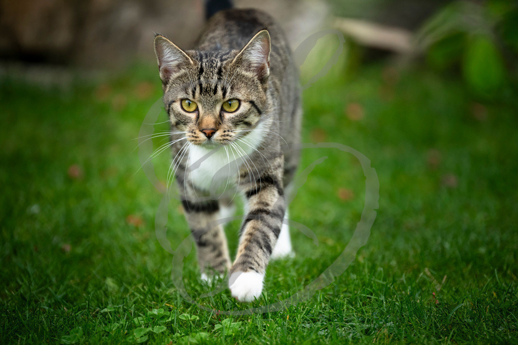 _DSC9223 | sebastiandoebroessy - Realisiert mit Pictrs.com