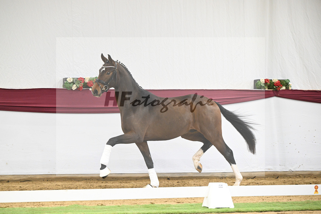 Kat-Nr. 35 Va Bene x San Amour I_Gestuet Greim_47251209 | hf-fotografie - Realisiert mit Pictrs.com