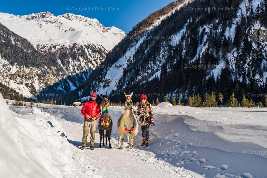 Lama_Wanderung_Winter_Stapitzer_See-60 | piet_flosse