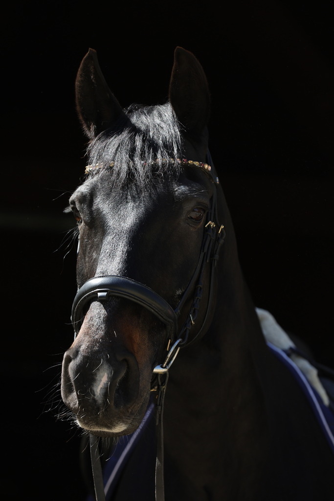 0P6A8660 | Willkommen bei Brunnmayr - Design & Fotografie – Ihrem Spezialisten für Reitturniere und Pferdeveranstaltungen in Oberösterreich, Salzburg und Bayern! Seit über 17 Jahren sind wir leidenschaftlich dabei.