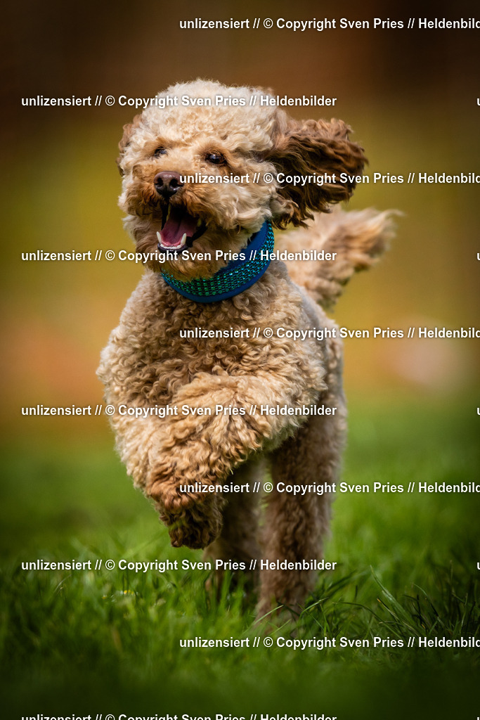 Sven Pries | 2025-04-13 - Hunderennen Baden-Baden - Realisiert mit Pictrs.com