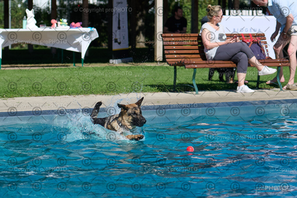 099_202509_4Hundebadetag_NZ9_2431 | proPHOTO - Realisiert mit Pictrs.com