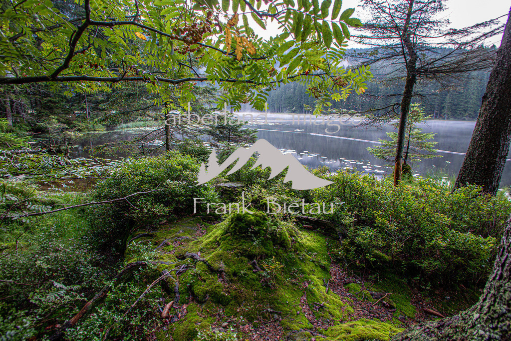 _Z5A7107 | fast unberührte Natur rund um den Arbersee