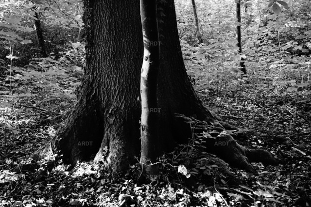 Baum Füße 17 | ARDT Foto Kunst