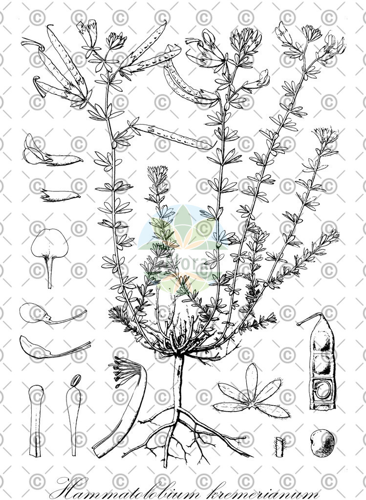 HistAbb_wfo-0000833329_1_ENZY_Simple | Historische Abbildung von Hammatolobium kremerianum - Fabaceae | Historical Illustration of Hammatolobium kremerianum - Fabaceae