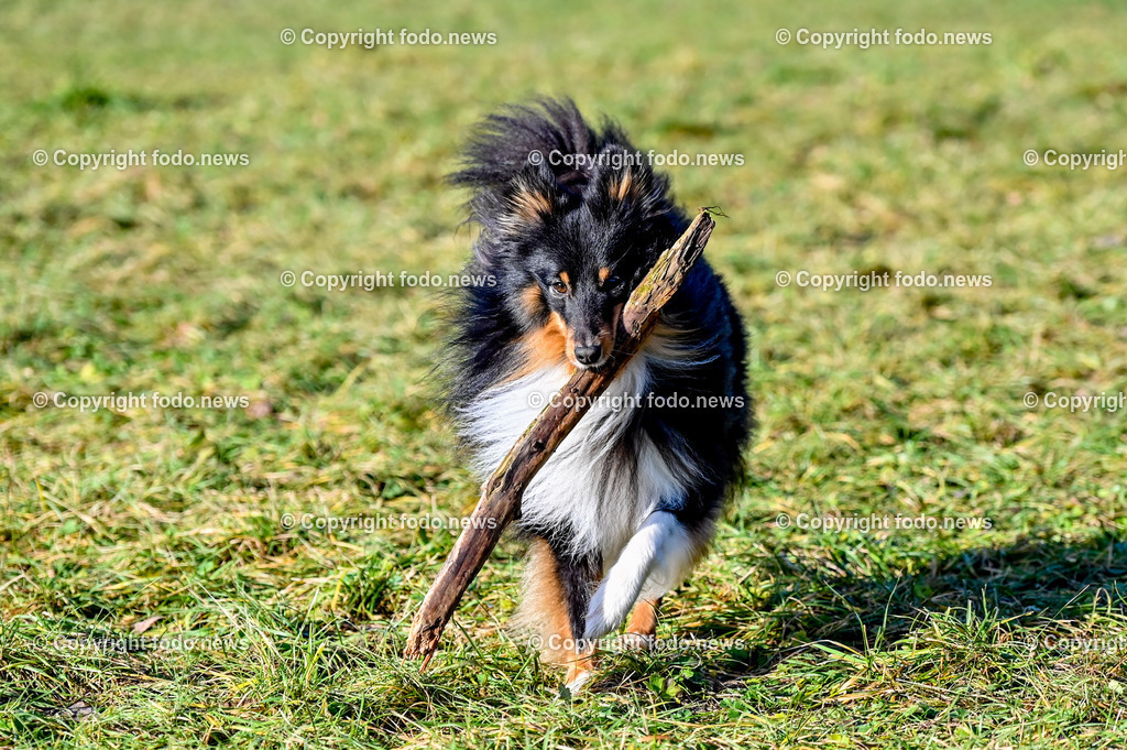 Arrigo_ 26.12.2022-20 | 25.12.2022, Linz, AUT, Hund, Hunde, Themenbild, im Bild Hund, Hunde, spazieren, Freilaufzone, Spazierweg, Arrigo, spielen, laufen