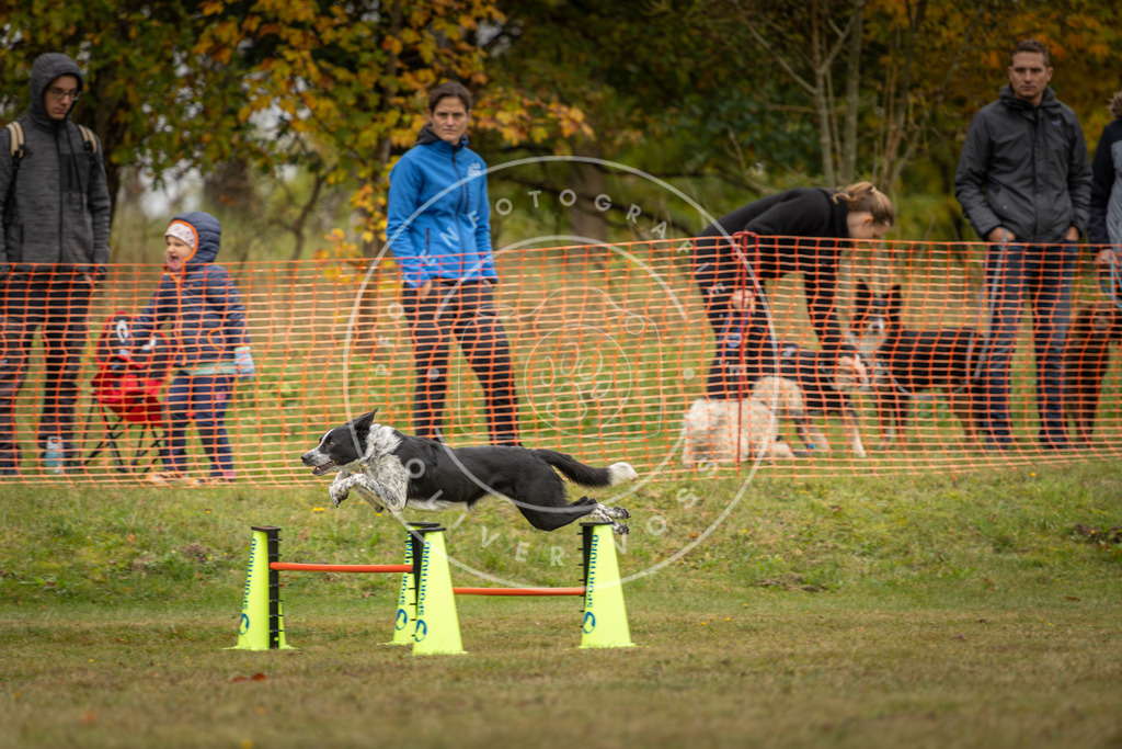 Pfotenfotografie_DV3A4383 | Hundefotografie, Tierfotograf, Pfotenfotografie, Fotoshooting Hund, Hunde Portrait, Hundesport, Hundeportraits, Heideshooting, Hunde, Sportfotograf, Hundefotograf, Turnierhundsport, THS,  - Realisiert mit Pictrs.com