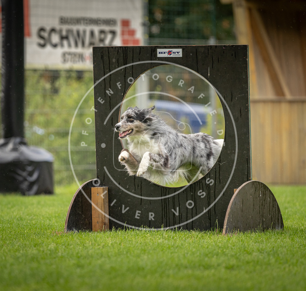 Pfotenfotografie_DV3A5017 | Hundefotografie, Tierfotograf, Pfotenfotografie, Fotoshooting Hund, Hunde Portrait, Hundesport, Hundeportraits, Heideshooting, Hunde, Sportfotograf, Hundefotograf, Turnierhundsport, THS,  - Realisiert mit Pictrs.com