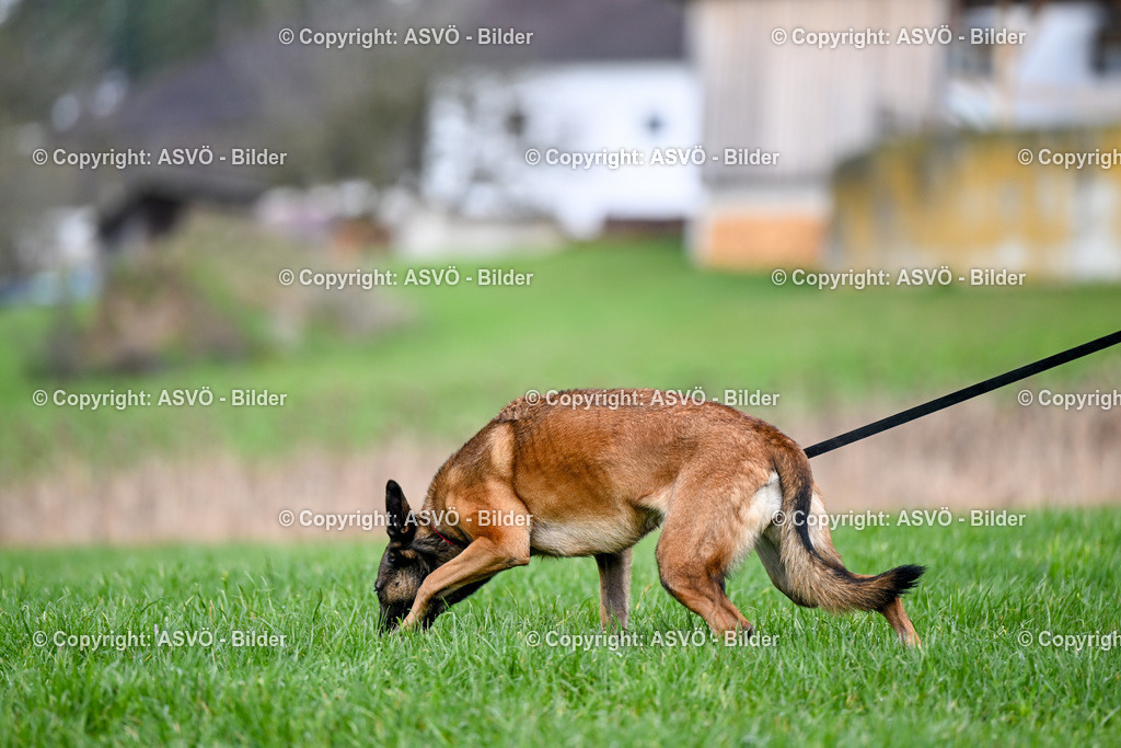 ASVÖ_ Tracking Dog World Championship 2025_ 31.03.2025-70 | 31.03.2025, AUT, ASVÖ, Tracking Dog World Championship // FCI IGP Fährtenhundeweltmeisterschaft 2025©fodo.media / Harald Dostal - Realisiert mit Pictrs.com