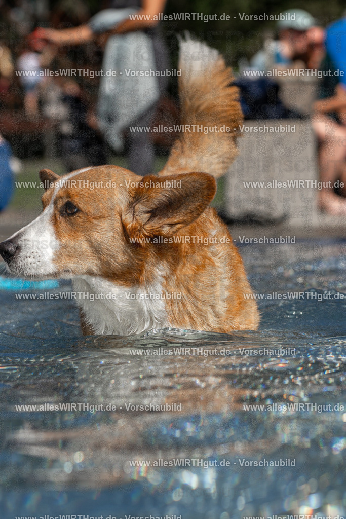 Hundeschwimmen_Volksbad_2026-allesWIRTHgut_Tierfotografie-2609061246-FAY06568 | Professionelle Tierfotografie in Mönchengladbach von Daniel Wirth (allesWIRTHgut). Liebevolle & natürliche Bilder von Hunden & Katzen für unvergessliche Erinnerungen.
