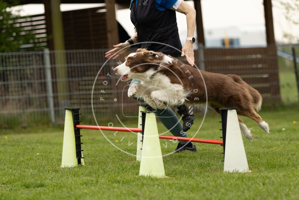 Pfotenfotografie_DV3A8937 | Hundefotografie, Tierfotograf, Pfotenfotografie, Fotoshooting Hund, Hunde Portrait, Hundesport, Hundeportraits, Heideshooting, Hunde, Sportfotograf, Hundefotograf, Turnierhundsport, THS,  - Realisiert mit Pictrs.com