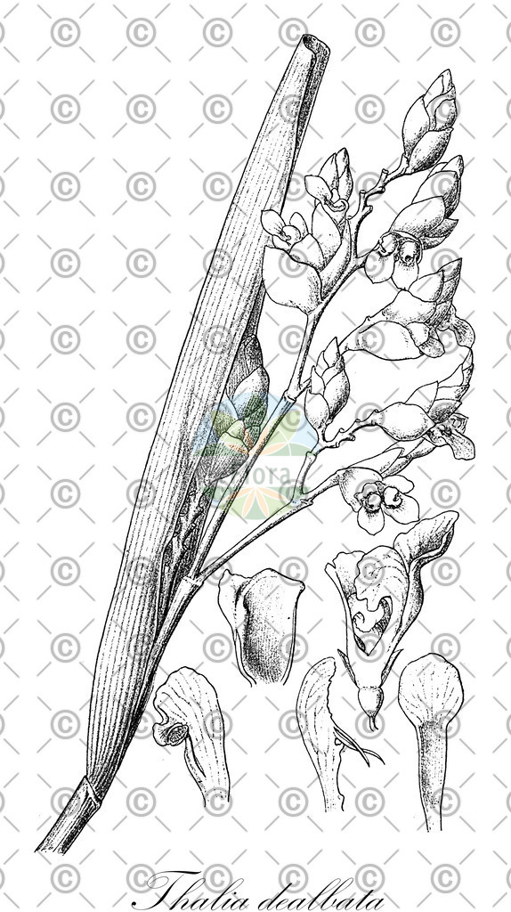 HistAbb_wfo-0001195557_1_ENZY_Simple | Historische Abbildung von Thalia dealbata - Marantaceae | Historical Illustration of Thalia dealbata - Marantaceae