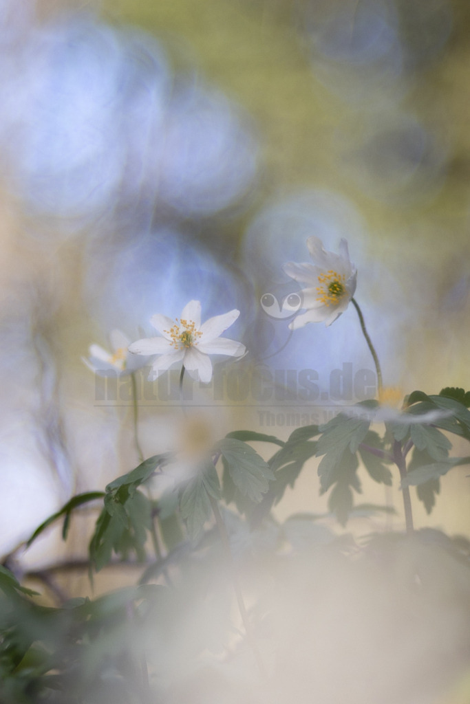 20220411112026-3 | Das Busch-Windröschen zählt zu den Frühjahrsboten und ist ein vertrauter Anblick, den viele von ihren Spaziergängen im Wald kennen. Denn wenn (bot.) Anemone nemorosa anfängt zu blühen, entfaltet es im Frühjahr wahre Blütenteppiche in Laubwäldern und unter Gehölzgruppen im Garten. Ab März leuchten die weißen Sternenblüten verheißungsvoll aus dem Laub hervor und rufen dem Betrachter förmlich entgegen, dass der Frühling nicht mehr weit ist. - Realisiert mit Pictrs.com