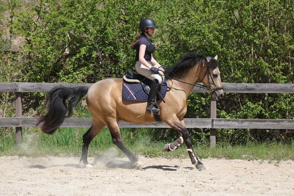0P6A8797 | Willkommen bei Brunnmayr - Design & Fotografie – Ihrem Spezialisten für Reitturniere und Pferdeveranstaltungen in Oberösterreich, Salzburg und Bayern! Seit über 17 Jahren sind wir leidenschaftlich dabei.