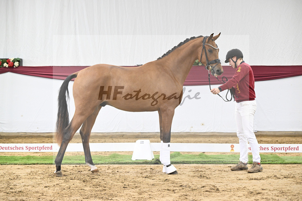 Kat-Nr. 20 Fanegro x Rotspon_Nicole Mehrmann_47250568 | hf-fotografie - Realisiert mit Pictrs.com