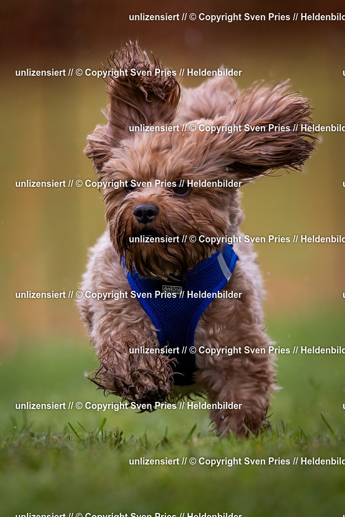 Sven Pries | 2024-04-21 - Hunderennen Baden-Oos
Foto: Sven Pries - Realisiert mit Pictrs.com