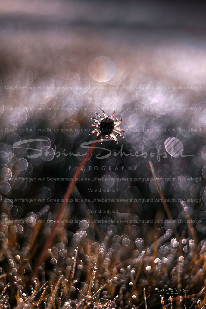 Loewenzahn-Bubbles_DSCF9042 | People- und Tierfotografie, Imageaufnahmen, Veranstaltungsfotografie und Wandbilder aus der Natur ★ Made in Germany ✔️ Druck + Downloads ✔️ Naturfotografie in Top Qualität ★ schneller Versand, weltweite Lieferung! - Realisiert mit Pictrs.com