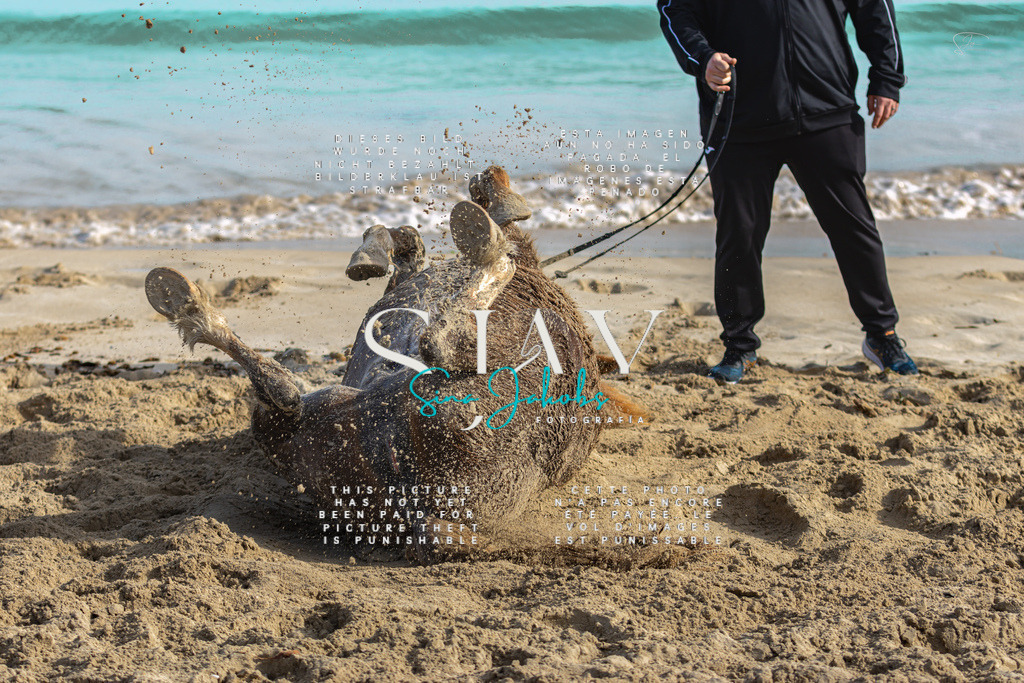 IMG_3218 | s-jay-photography - Realisiert mit Pictrs.com