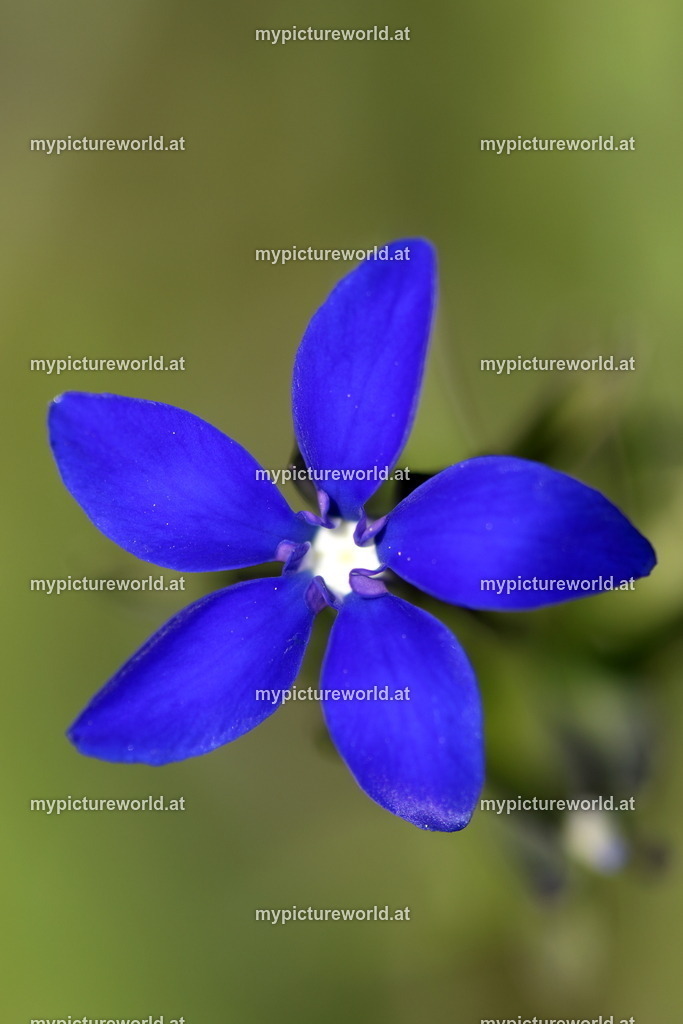 Schlauch-Enzian-004 | Das Bilderarchiv über Tiere, Planzen und Landschaften. In der Bilddatenbank finden Sie ein große Auswahl an hochwertigen Bilder für Ihre Werbung - Realisiert mit Pictrs.com