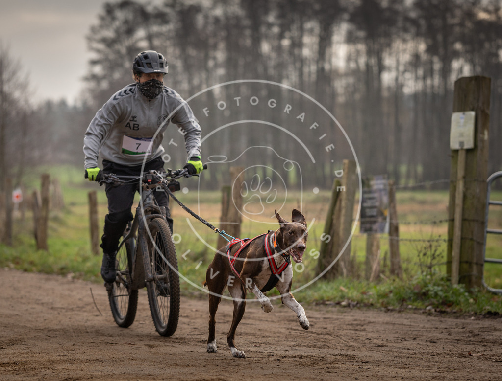 Pfotenfotografie_DV3A1640 | Hundefotografie, Tierfotograf, Pfotenfotografie, Fotoshooting Hund, Hunde Portrait, Hundesport, Hundeportraits, Heideshooting, Hunde, Sportfotograf, Hundefotograf, Turnierhundsport, THS,  - Realisiert mit Pictrs.com