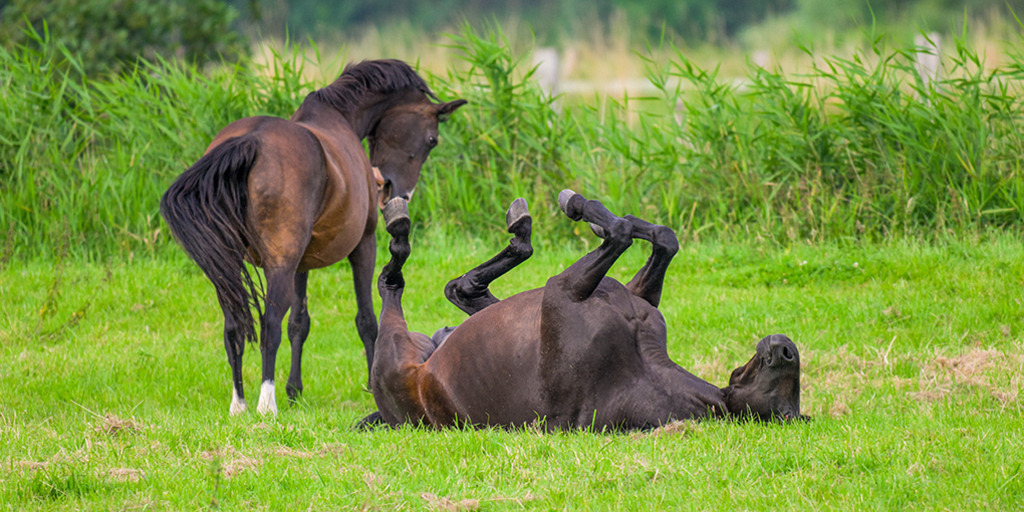 Pferd beim Rückenkraulen | Zwei dunkelbraune Stuten auf einer Weide, eine von ihnen zeigt sich überrascht. Denn die andere hat sich plötzlich mit ausgestreckten Beinen auf den Rücken gedreht, um sich das Fell zu scheuern. — Auflösung des Originals: 8256 x 4128 px. - Realisiert mit Pictrs.com