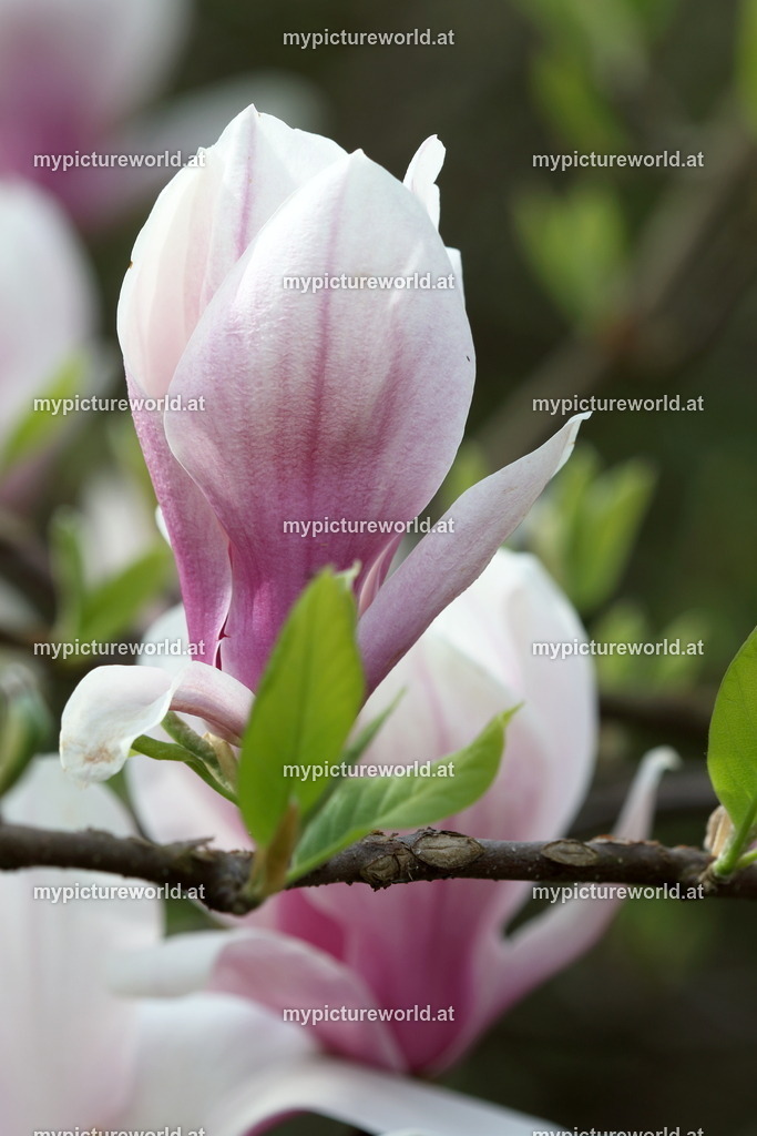 Tulpen-Magnolie-004 | Das Bilderarchiv über Tiere, Planzen und Landschaften. In der Bilddatenbank finden Sie ein große Auswahl an hochwertigen Bilder für Ihre Werbung - Realized with Pictrs.com