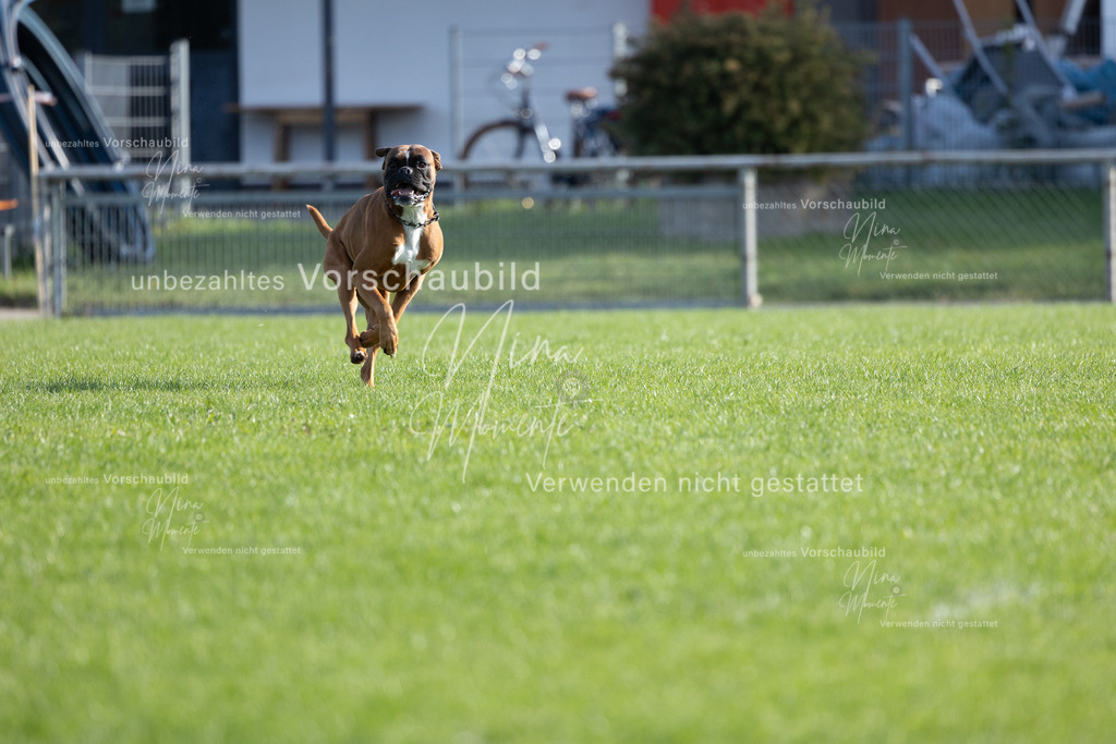_16A6575 | Einzigartige Fotos von Hunden & Menschen –Actionfotos, Portraits, Vereinsaufnahmen & Paarshootings – authentisch, lebendig & mit Herz.