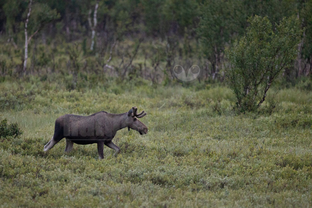 R6NF7805-20230727 | Der Elch ist der größte Vertreter aus der Familie der Hirsche. Sein aktuelles Verbreitungsgebiet erstreckt sich über die gesamte Nordhalbkugel. - Realisiert mit Pictrs.com