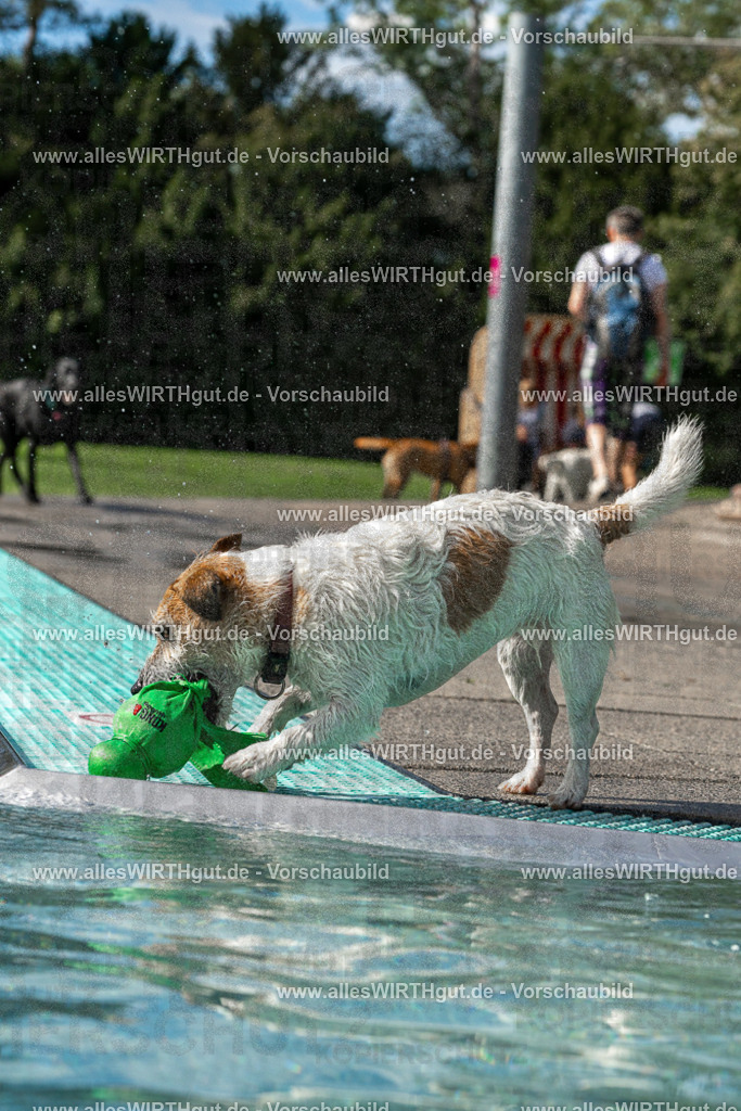 Hundeschwimmen_Volksbad_2026-allesWIRTHgut_Tierfotografie-2609061458-FAY07044 | Professionelle Tierfotografie in Mönchengladbach von Daniel Wirth (allesWIRTHgut). Liebevolle & natürliche Bilder von Hunden & Katzen für unvergessliche Erinnerungen.