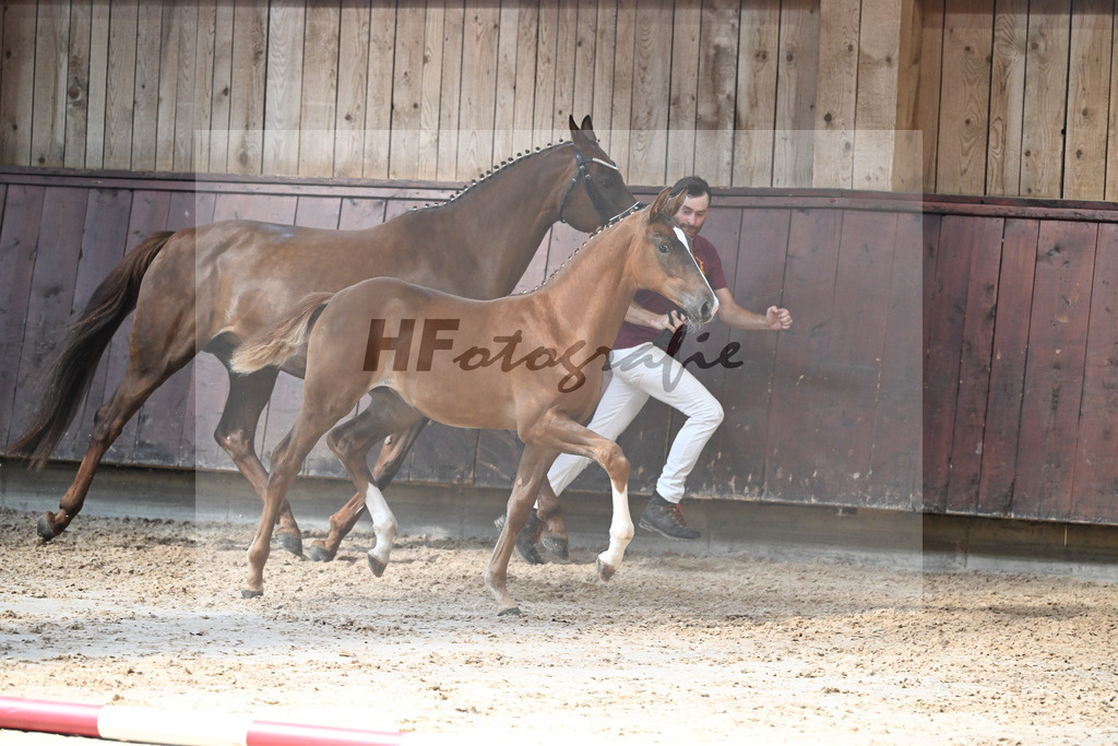 Kat-Nr. 5 Arezzo Man x Conte Cassini_SF_Kraemer_25250546 | hf-fotografie - Realisiert mit Pictrs.com