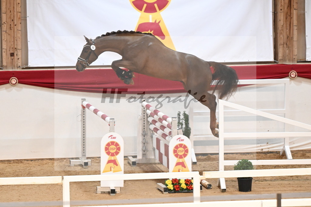 Kat.-Nr. 32 v. Tangelo van de Zuuthoeve_Schlamminger_3261794 | hf-fotografie - Realisiert mit Pictrs.com