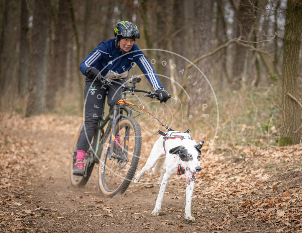 Pfotenfotografie_DV3A5395 | Hundefotografie, Tierfotograf, Pfotenfotografie, Fotoshooting Hund, Hunde Portrait, Hundesport, Hundeportraits, Heideshooting, Hunde, Sportfotograf, Hundefotograf, Turnierhundsport, THS,  - Realisiert mit Pictrs.com