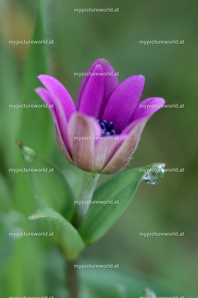 Stern-Anemone-010 | Das Bilderarchiv über Tiere, Planzen und Landschaften. In der Bilddatenbank finden Sie ein große Auswahl an hochwertigen Bilder für Ihre Werbung - Realized with Pictrs.com