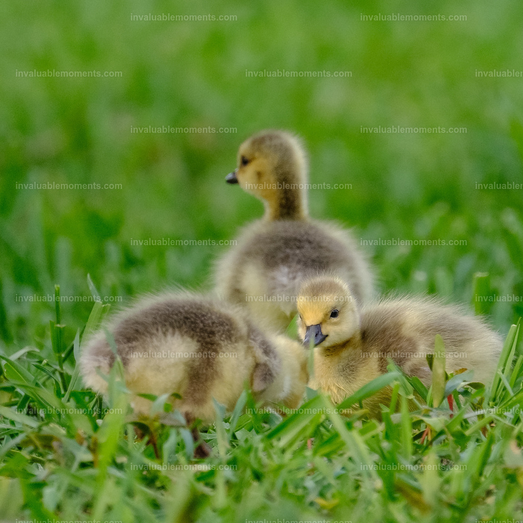 DSCF3400 | invaluablemoments.com - Realisiert mit Pictrs.com