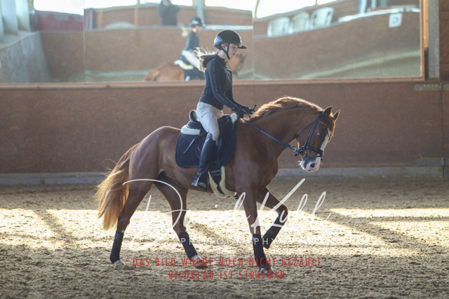 DKP42164 | Turniersportfotografie; Pferdefotografie; Dressurfotografie