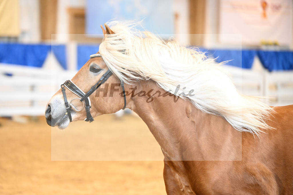 Kat-Nr. 18 Alois v. Amari_Reisberger_60220296 | hf-fotografie - Realisiert mit Pictrs.com