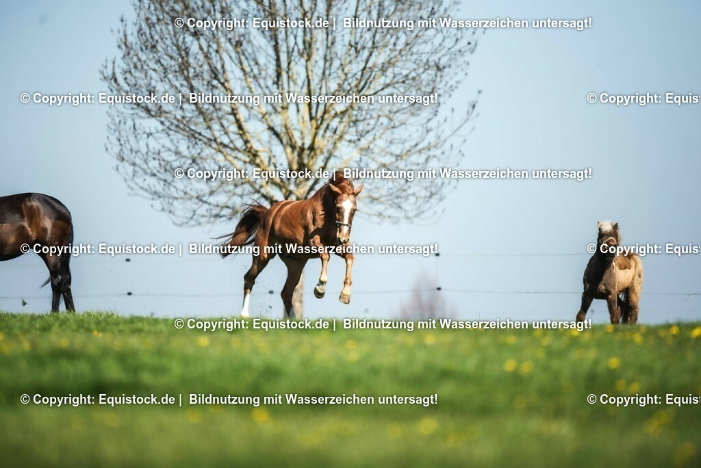 20210426_Pferd-auf-Koppel_0022 | equistock