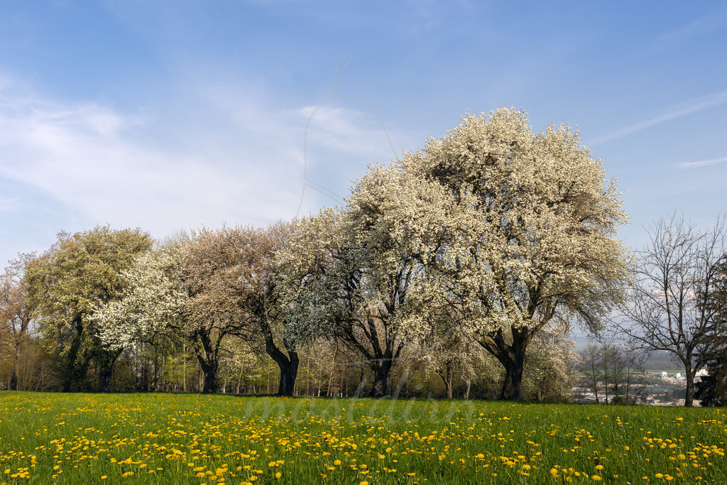 Birnbaumblüte in voller Pracht | Bei Veröffentlichung des Bildes ist eine Namensnennung wie folgt erforderlich: Foto: Mostdirn Irmgard Wieser - Realisiert mit Pictrs.com