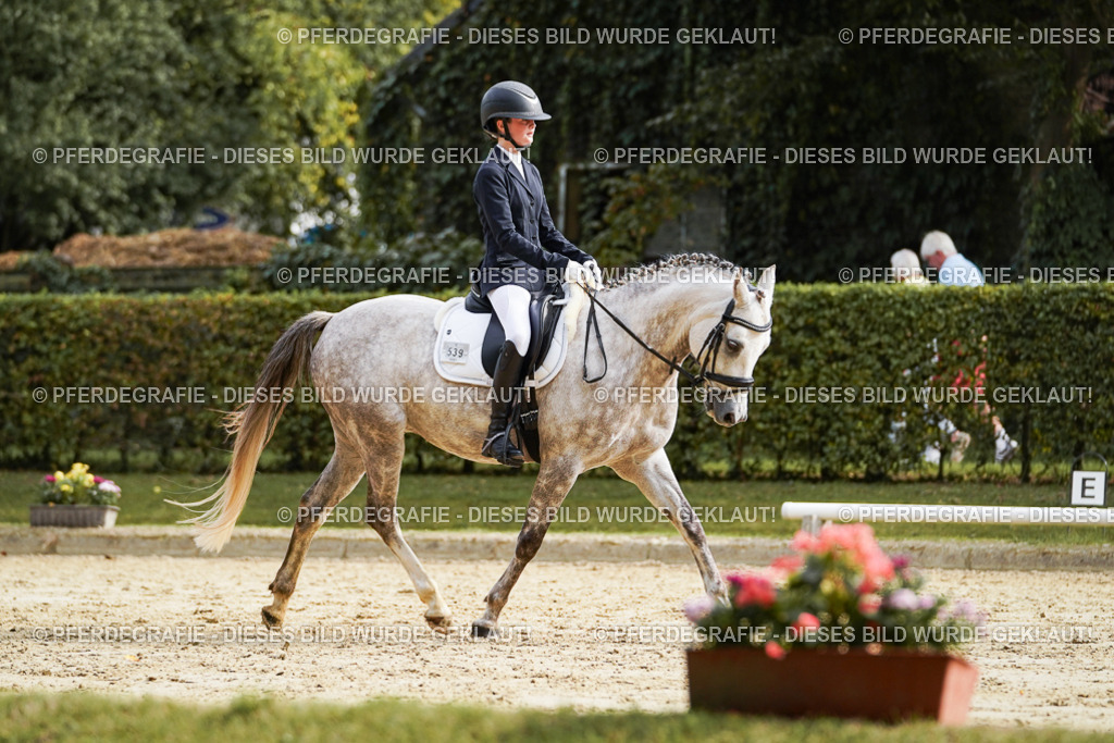 DSC04867 | Pferdegrafie