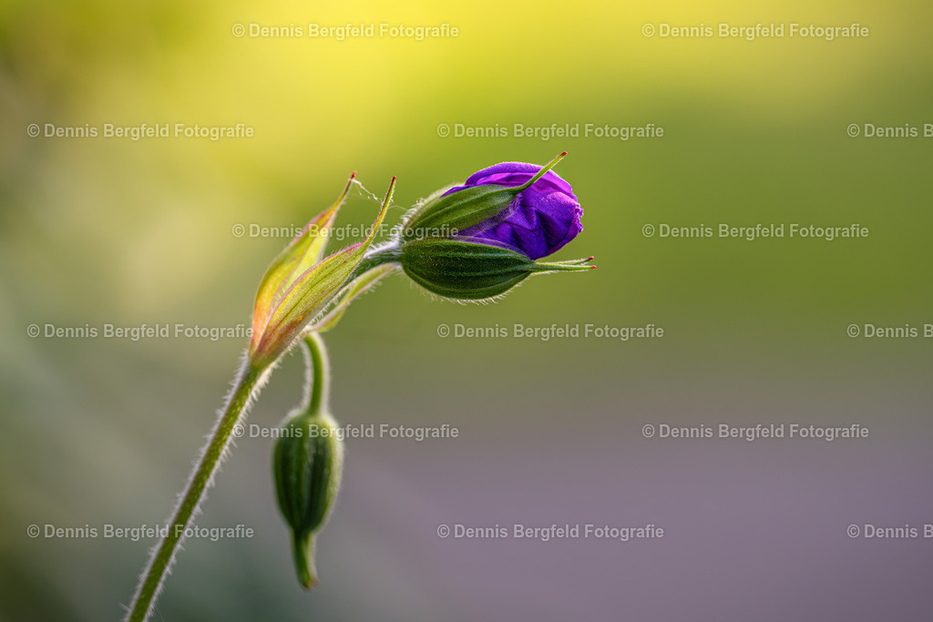 Flower 22 | Entdecken Sie Natur, Makro und Tierfotografie von Dennis Bergfeld.Besondere Momente und Details der Natur, hochwertig als Foto und Wandbild erhältlich. - Realisiert mit Pictrs.com