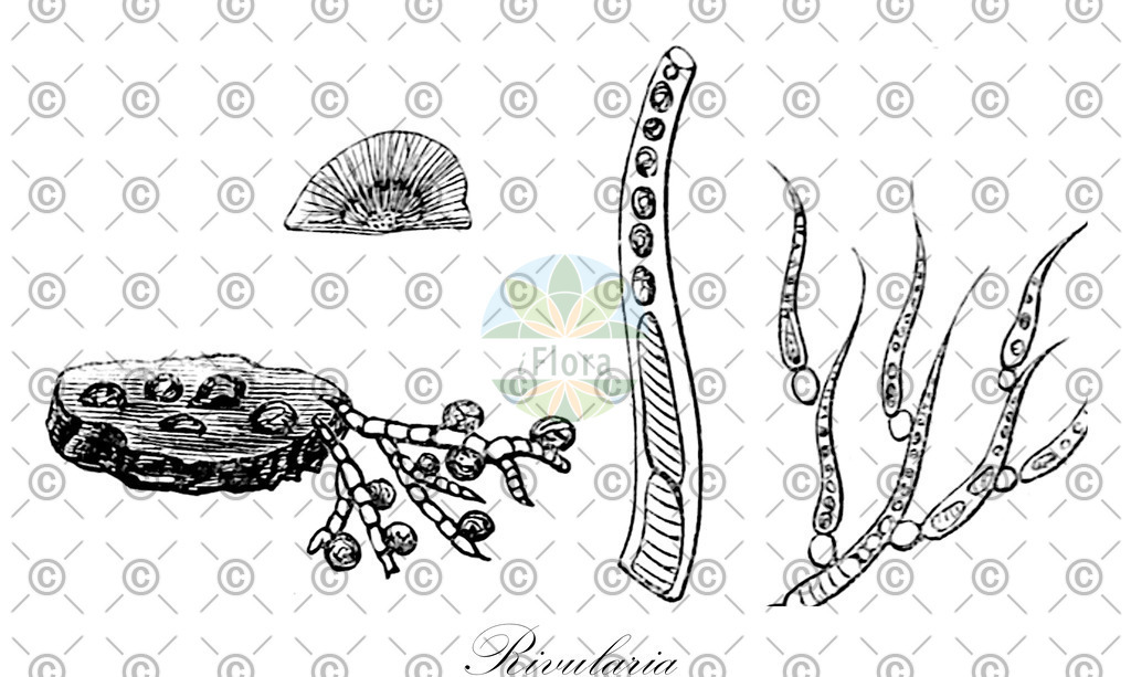 HistAbb_wfo-0000124913_1_ENZY_Simple | Historische Abbildung von Rivularia - Rivulariaceae (0) | Historical Illustration of Rivularia - Rivulariaceae (0)