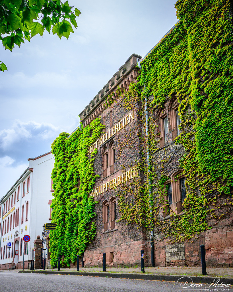 DSC_3297 2 | Fotografien, Fotos und Bilder aus Mainz, Frankfurt, Wiesbaden und anderen Orten auf der Welt - Fotografiert von Darius Metzner