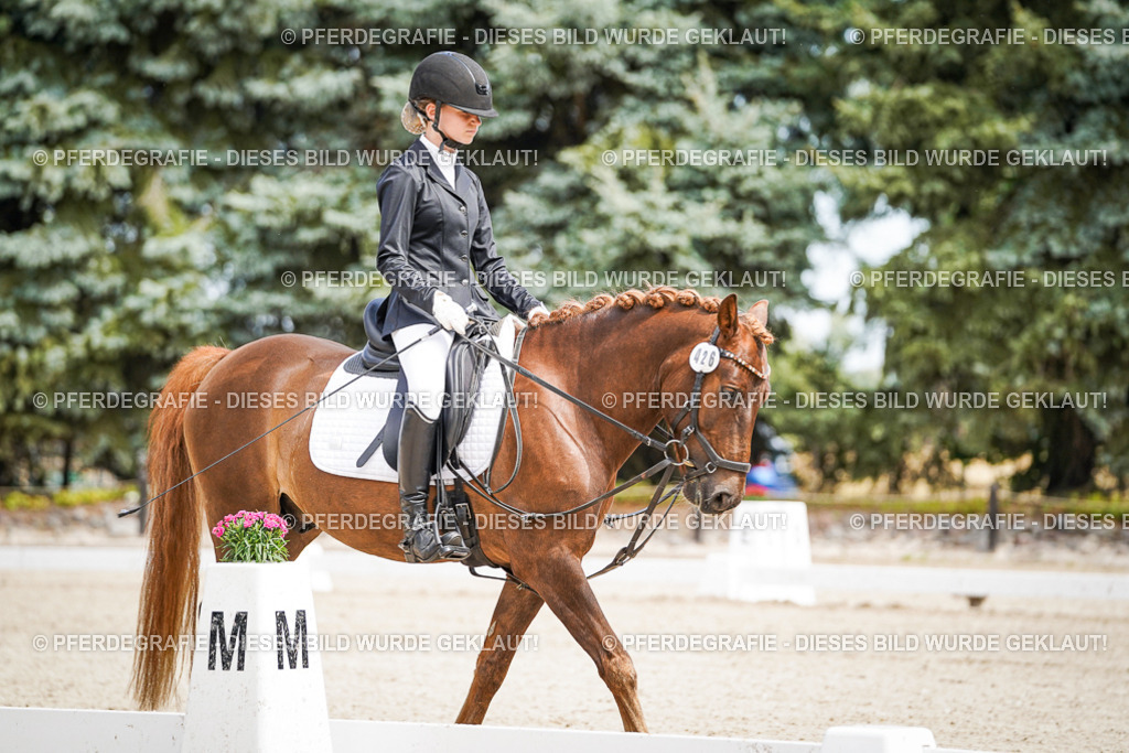 DSC02531 | Pferdegrafie