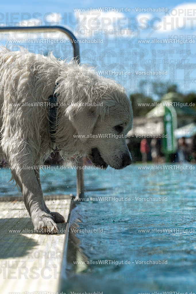 Hundeschwimmen_Volksbad_2026-allesWIRTHgut_Tierfotografie-2609061305-121506-7R500475 | Professionelle Tierfotografie in Mönchengladbach von Daniel Wirth (allesWIRTHgut). Liebevolle & natürliche Bilder von Hunden & Katzen für unvergessliche Erinnerungen.