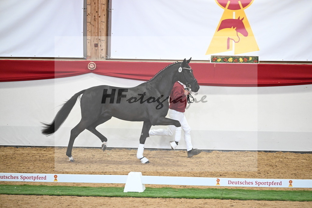 Kat.-Nr. 49 v. Debutant PS_Greim_2250153 | hf-fotografie - Realisiert mit Pictrs.com