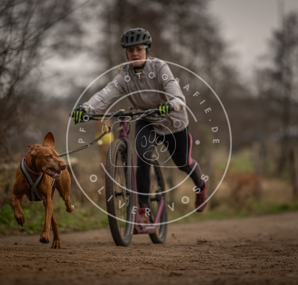 Pfotenfotografie_DV3A4022 | Hundefotografie, Tierfotograf, Pfotenfotografie, Fotoshooting Hund, Hunde Portrait, Hundesport, Hundeportraits, Heideshooting, Hunde, Sportfotograf, Hundefotograf, Turnierhundsport, THS,  - Realisiert mit Pictrs.com